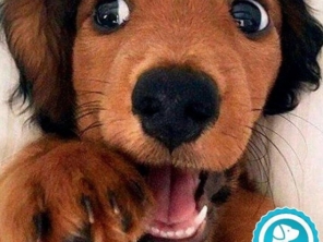 Pet Boutique