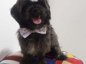 Pet Boutique