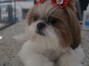 Foto de 100% Pet em Jundiaí, SP por Solutudo