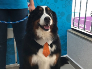 Foto de 100% Pet em Jundiaí, SP por Solutudo