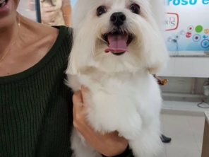 Foto de 100% Pet em Jundiaí, SP por Solutudo