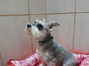 Foto de Paraíso dos Cães em Tatuí, SP por Solutudo
