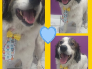 Foto de Estética Pet Mar Azul em São Sebastião, SP por Solutudo