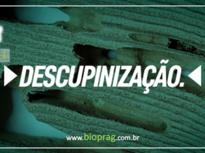 Foto de Bioprag - Controle Integrado de Pragas Urbanas - Boituva em Boituva, SP por Solutudo