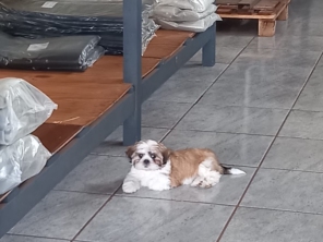 Foto galeria da empresa