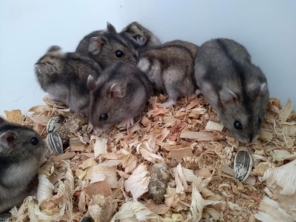 Foto de Armazém Pet em Adamantina, SP por Solutudo