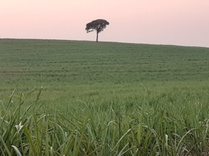 Foto de Lojas Americanas em São Manuel, SP por Solutudo
