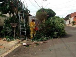 Foto de BM Services Jardinagem em Bauru, SP por Solutudo