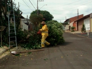 Foto de BM Services Jardinagem em Bauru, SP por Solutudo