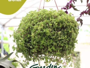 Foto de Garden Coffee em Jaú, SP por Solutudo