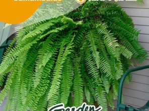 Foto de Garden Coffee em Jaú, SP por Solutudo