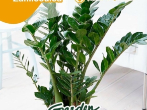 Foto de Garden Coffee em Jaú, SP por Solutudo