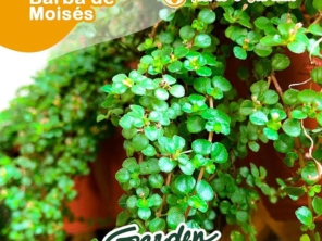 Foto de Garden Coffee em Jaú, SP por Solutudo