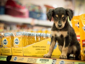 Foto de Botudog em Jaú, SP por Solutudo