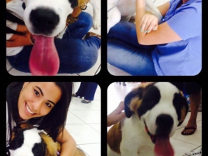 Foto de Botudog em Jaú, SP por Solutudo