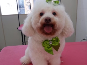 Foto de Tia Angela Centro de Estética Animal em Bauru, SP por Solutudo