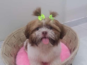 Foto de Tia Angela Centro de Estética Animal em Bauru, SP por Solutudo