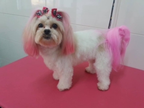 Foto de Tia Angela Centro de Estética Animal em Bauru, SP por Solutudo