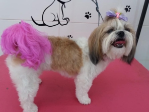 Foto de Tia Angela Centro de Estética Animal em Bauru, SP por Solutudo