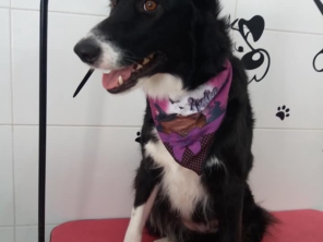 Foto de Tia Angela Centro de Estética Animal em Bauru, SP por Solutudo