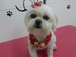 Foto de Tia Angela Centro de Estética Animal em Bauru, SP por Solutudo
