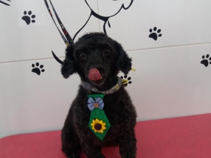 Foto de Tia Angela Centro de Estética Animal em Bauru, SP por Solutudo