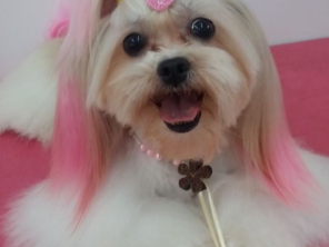 Foto de Tia Angela Centro de Estética Animal em Bauru, SP por Solutudo