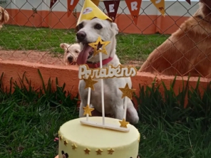 Foto de Tio Petisco - Adestrador de Animais em Bauru em Bauru, SP por Solutudo