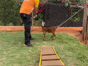 Foto de Tio Petisco - Adestrador de Animais em Bauru em Bauru, SP por Solutudo