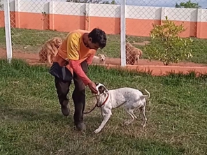 Foto de Tio Petisco - Adestrador de Animais em Bauru em Bauru, SP por Solutudo