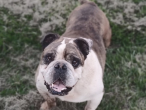 Foto de Tio Petisco - Adestrador de Animais em Bauru em Bauru, SP por Solutudo