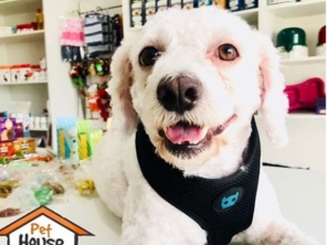 Foto de Pet House em Aracaju, SE por Solutudo
