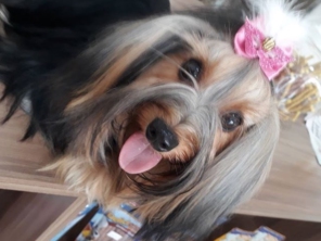 Foto de Pet House em Aracaju, SE por Solutudo