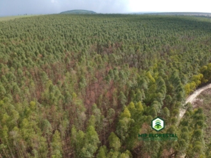 Foto de MIP Florestal em Ubirajara, SP por Solutudo