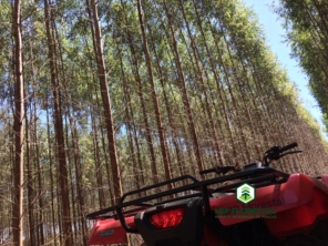 Foto de MIP Florestal em Ubirajara, SP por Solutudo
