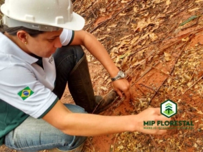 Foto de MIP Florestal em Ubirajara, SP por Solutudo