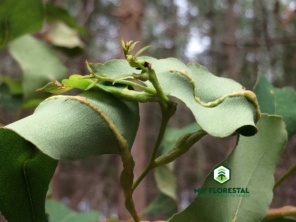 Foto de MIP Florestal em Ubirajara, SP por Solutudo