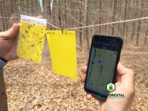 Foto de MIP Florestal em Ubirajara, SP por Solutudo