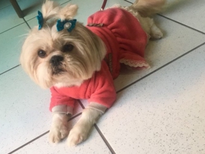 Foto de Pet Vida - Clínica Veterinária em Ourinhos, SP por Solutudo