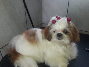 Foto de RBO Banho e Tosa em Mineiros, GO por Solutudo