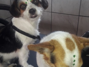 Foto de RBO Banho e Tosa em Mineiros, GO por Solutudo