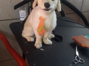 Foto de RBO Banho e Tosa em Mineiros, GO por Solutudo
