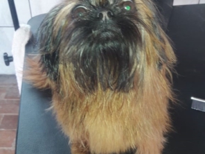 Foto de RBO Banho e Tosa em Mineiros, GO por Solutudo