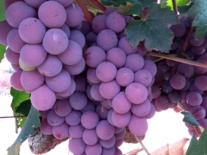 Foto de Adega Capelletto - Vinhos Artesanais em Itatiba, SP por Solutudo