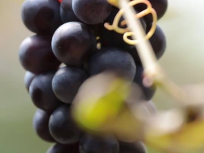Foto de Adega Capelletto - Vinhos Artesanais em Itatiba, SP por Solutudo
