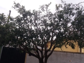 Foto de Nildon Jardinagem & Construções de Cercas Rurais e Alambrados em Marília, SP por Solutudo