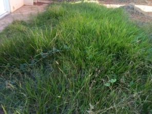 Foto de Nildon Jardinagem & Construções de Cercas Rurais e Alambrados em Marília, SP por Solutudo