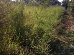Foto de Nildon Jardinagem & Construções de Cercas Rurais e Alambrados em Marília, SP por Solutudo