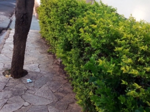 Foto de Nildon Jardinagem & Construções de Cercas Rurais e Alambrados em Marília, SP por Solutudo