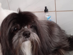 Foto de Puppy's Banho e Tosa em Lençóis Paulista, SP por Solutudo